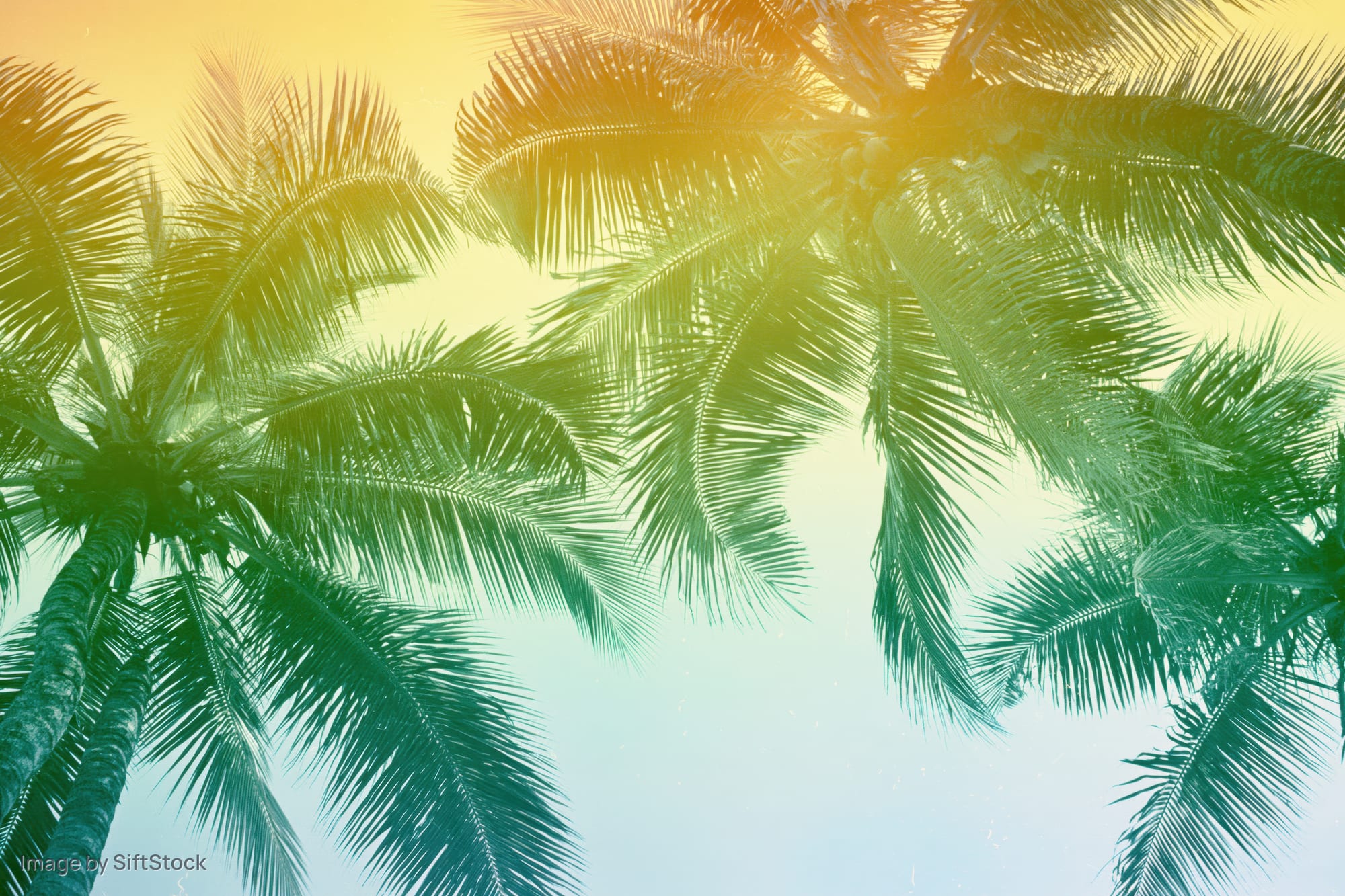 Coconut palm trees viewed from below against a gradient sky with warm sunlight