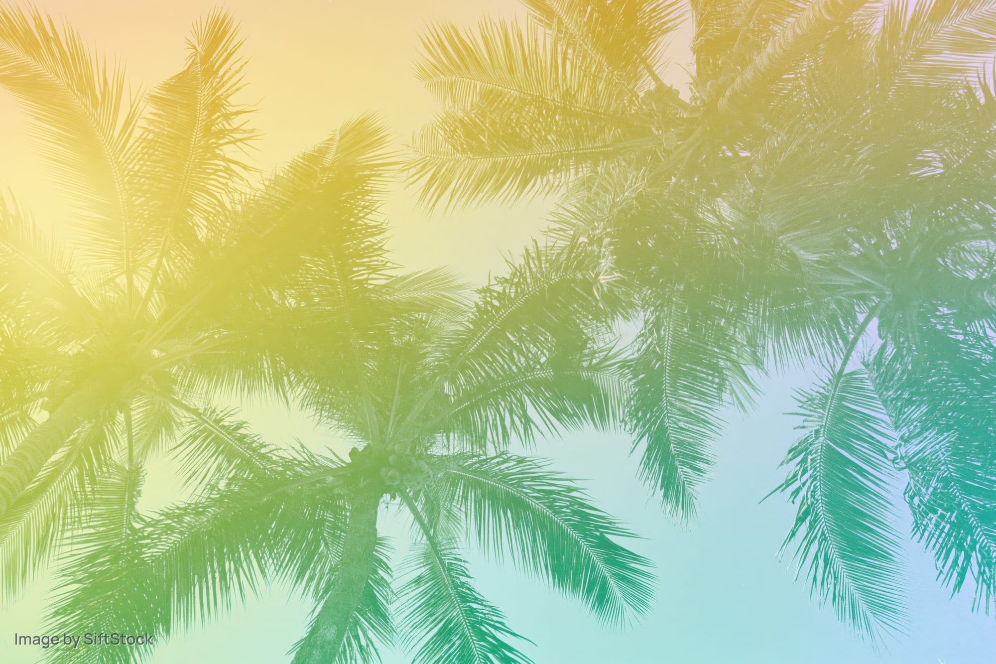 Palm trees viewed from below against a gradient sky with warm sunlight filtering through fronds