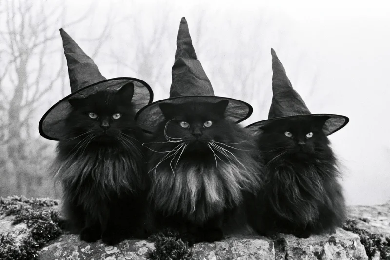 Three fluffy black cats wearing pointy witch hats sitting on a mossy rock outdoors