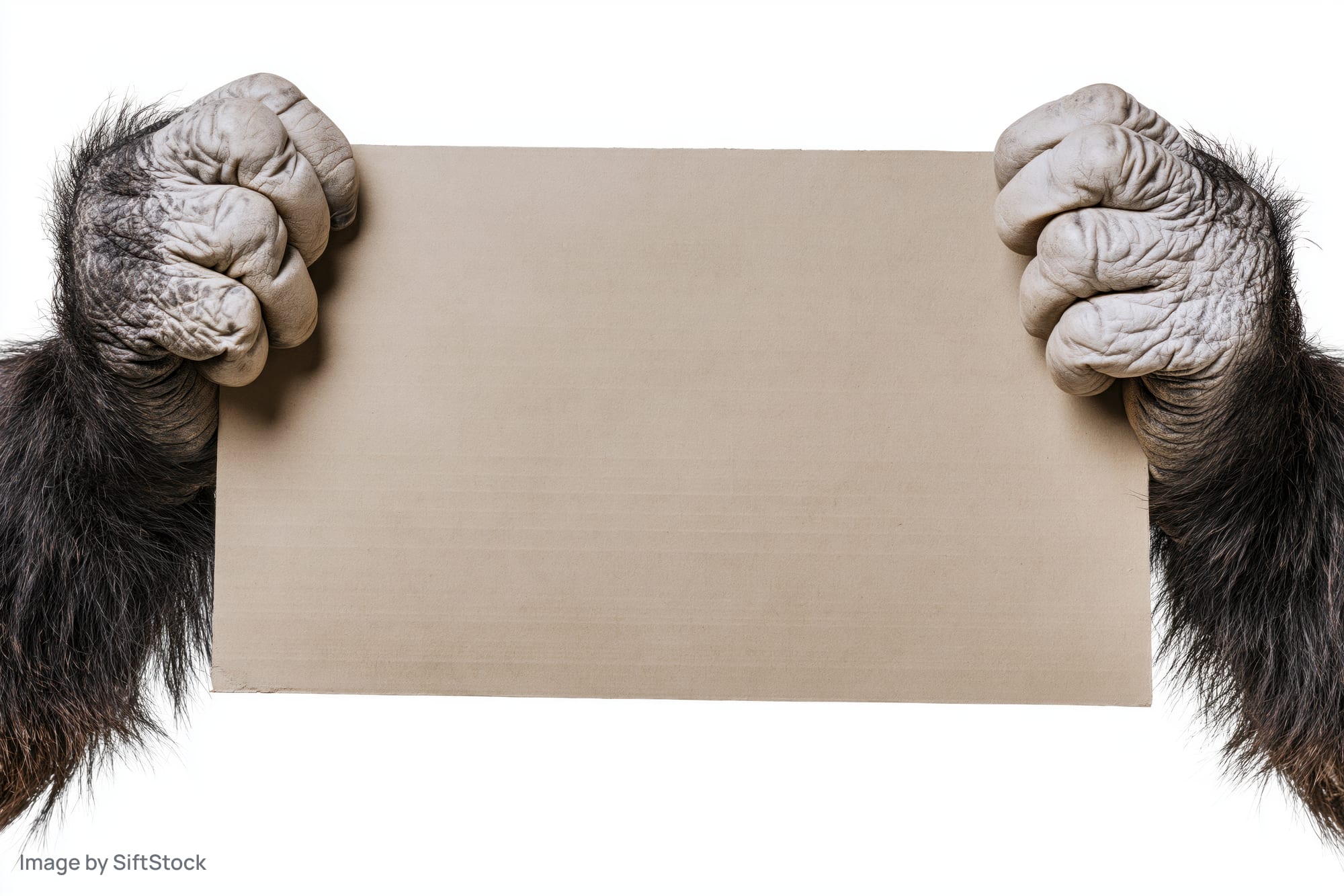 Gorilla hands gripping a blank cardboard sign against white background