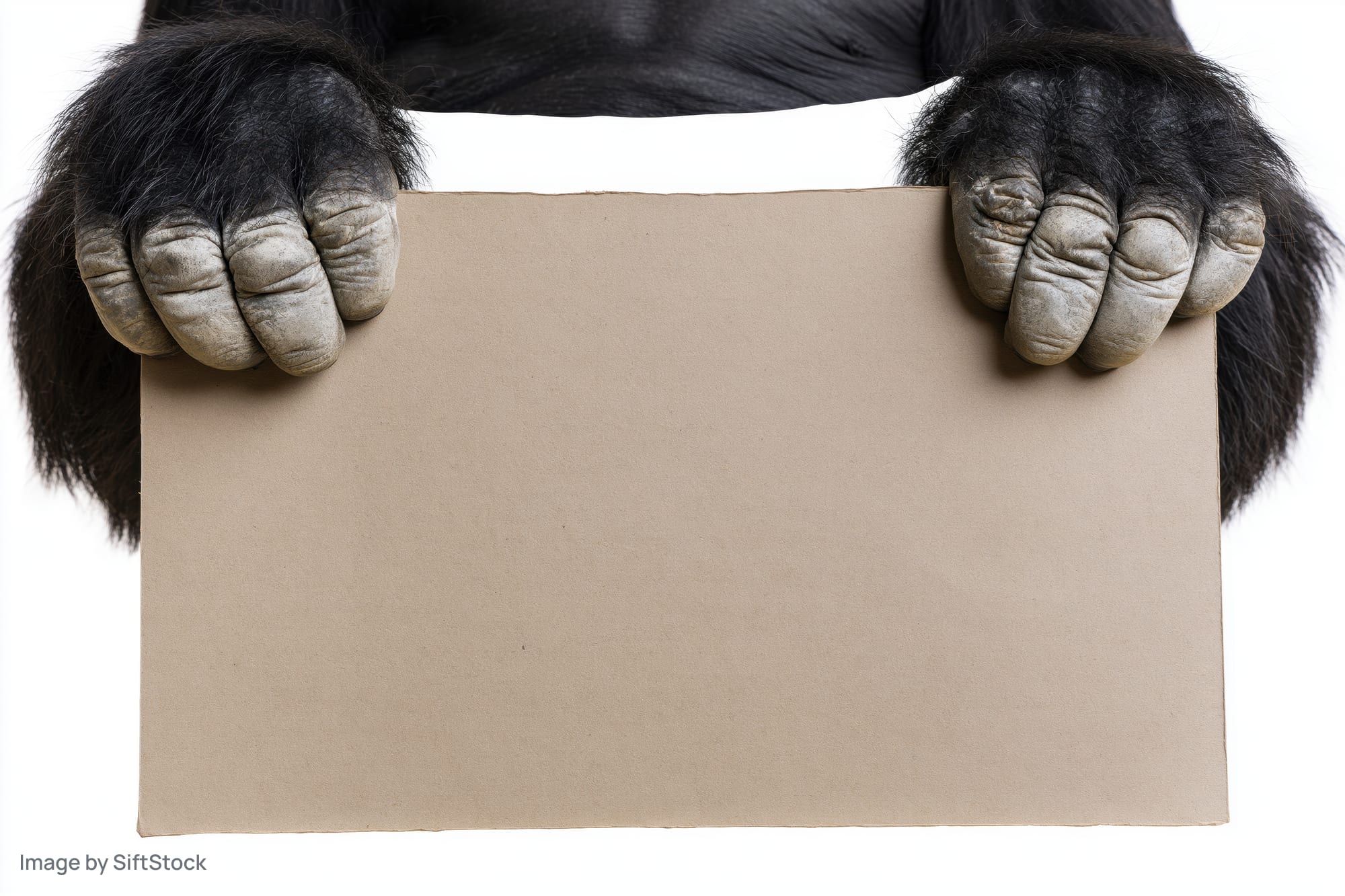 Gorilla hands gripping a blank cardboard sign against white background