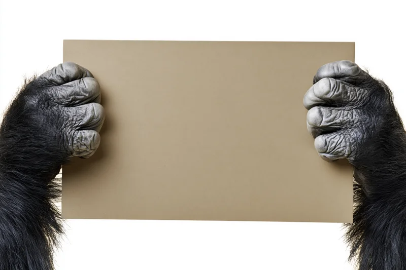 Gorilla hands gripping edges of blank cardboard sign against white background