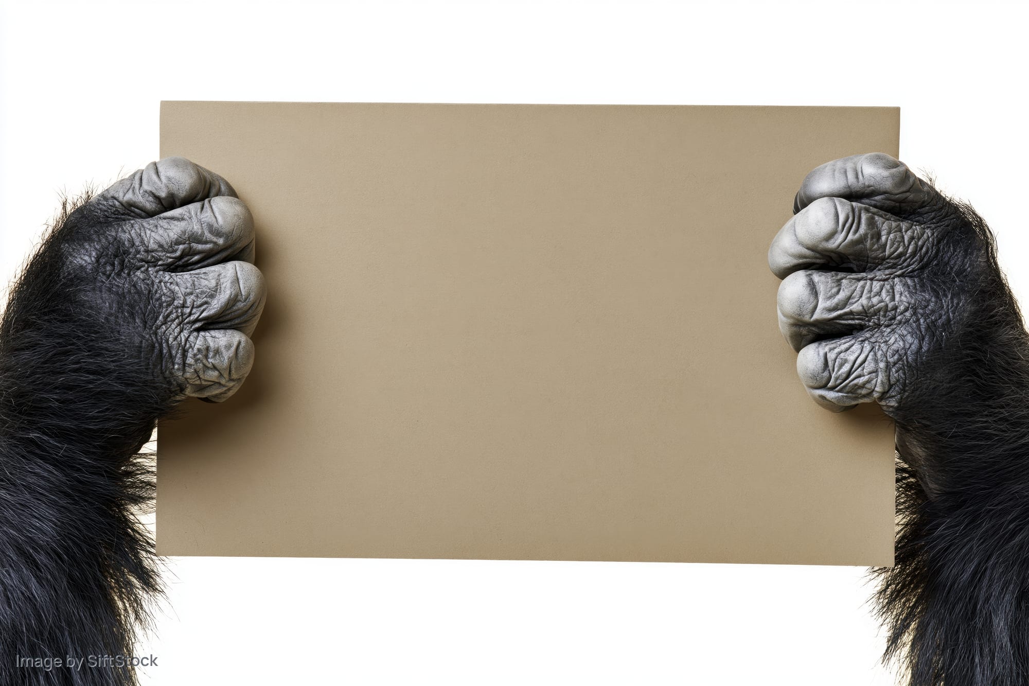 Gorilla hands gripping edges of blank cardboard sign against white background