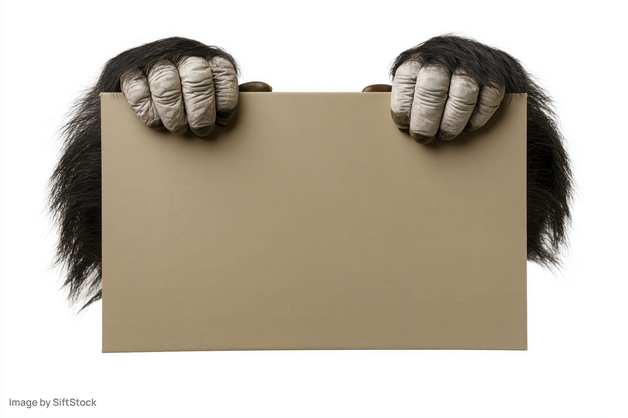 Gorilla hands holding a blank cardboard sign against white background