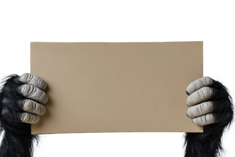 Gorilla hands holding a blank cardboard sign horizontally against white background