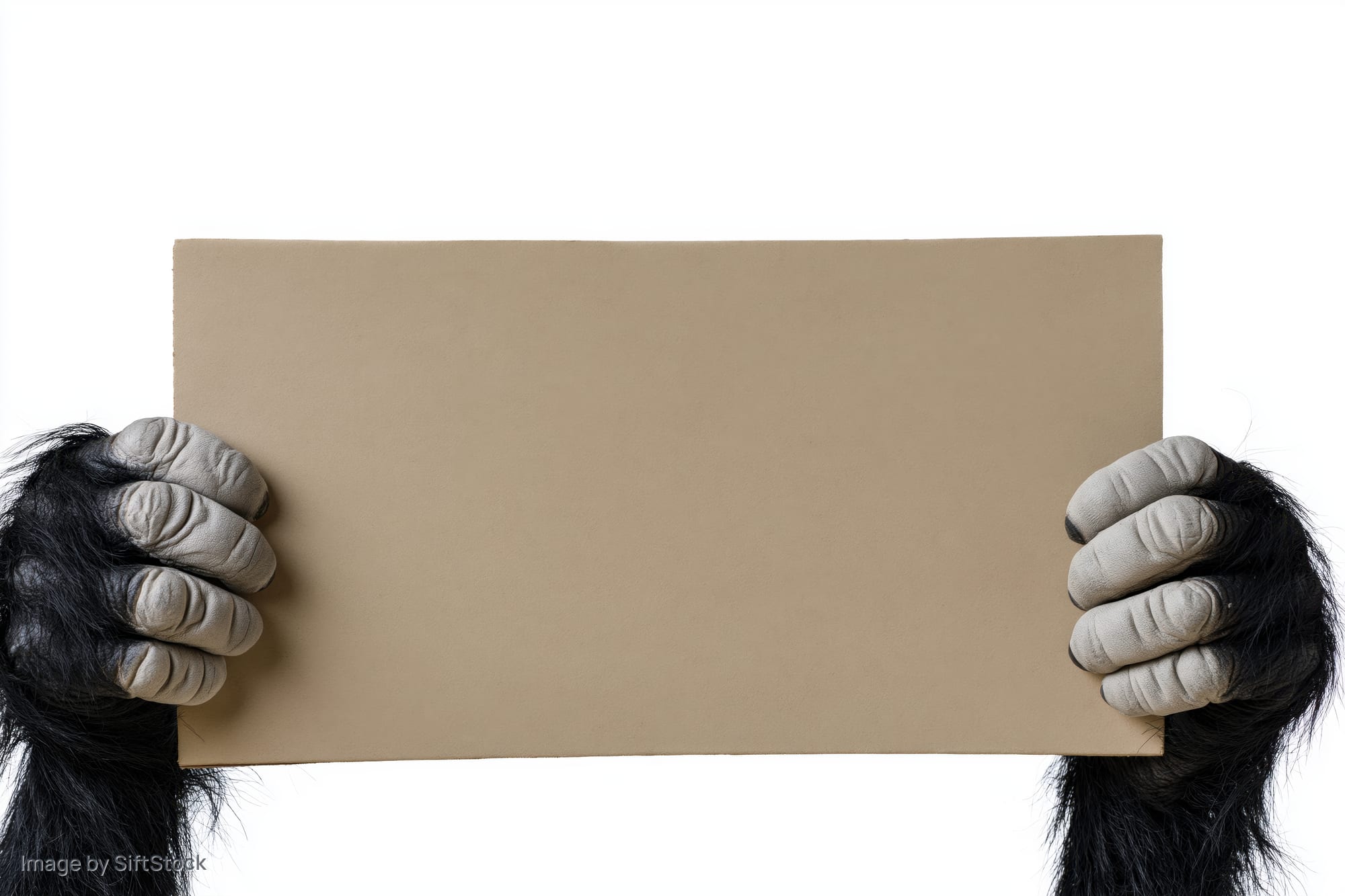 Gorilla hands holding a blank cardboard sign horizontally against white background
