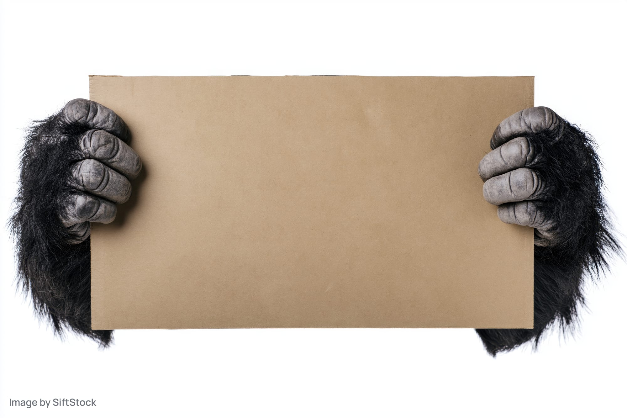Gorilla hands holding a blank cardboard sign horizontally against white background