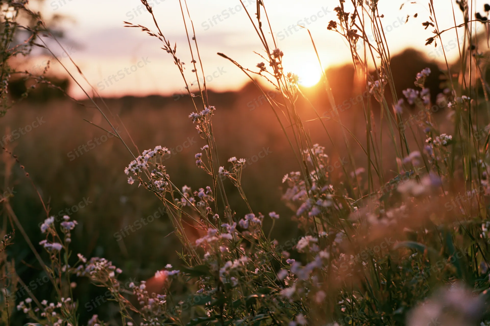 Wildflowers and grasses in a meadow at sunset