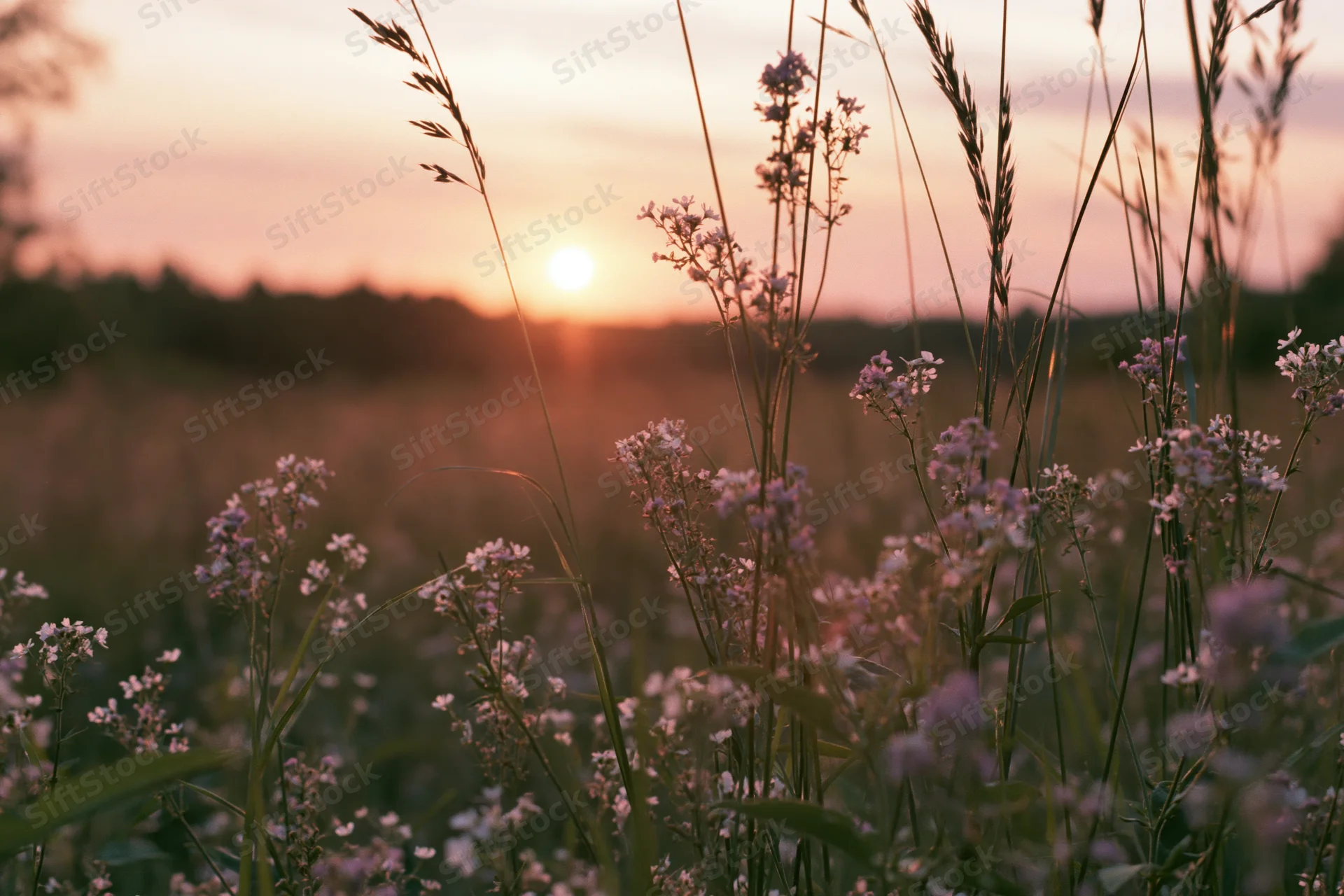 Wildflowers and grasses in a meadow at sunset