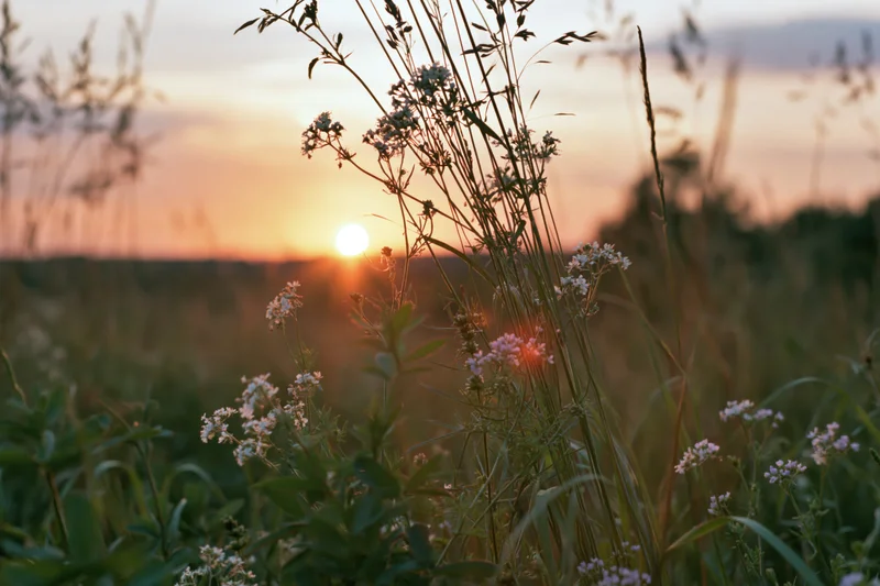 Wildflowers and grasses in a meadow at sunset