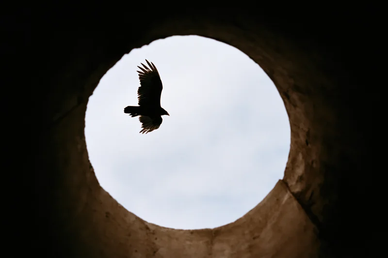 Bird of prey in silhouette flying through a circular tunnel opening against overcast sky