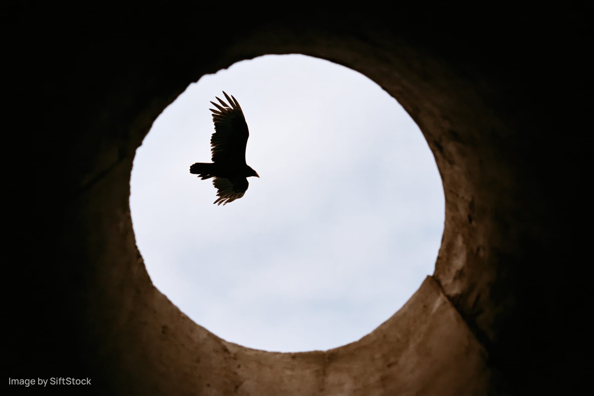 Bird of prey in silhouette flying through a circular tunnel opening against overcast sky