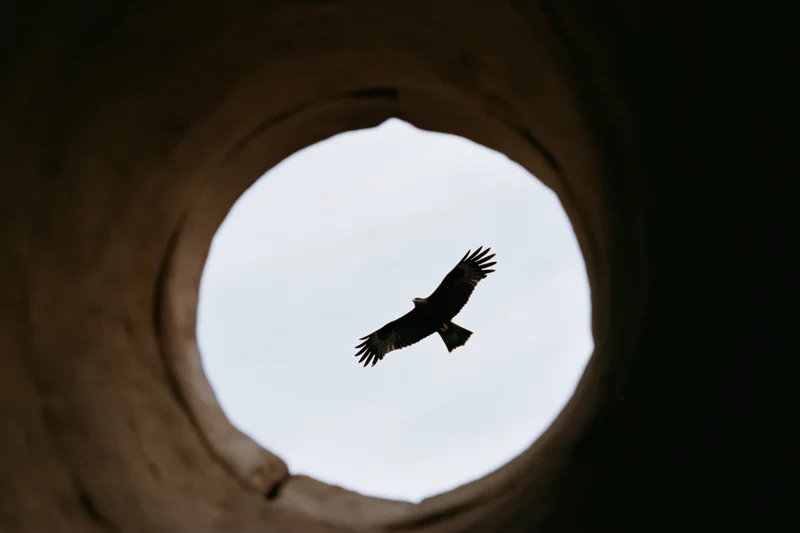 Bird of prey silhouetted in flight with wings spread seen through a circular opening in a tunnel