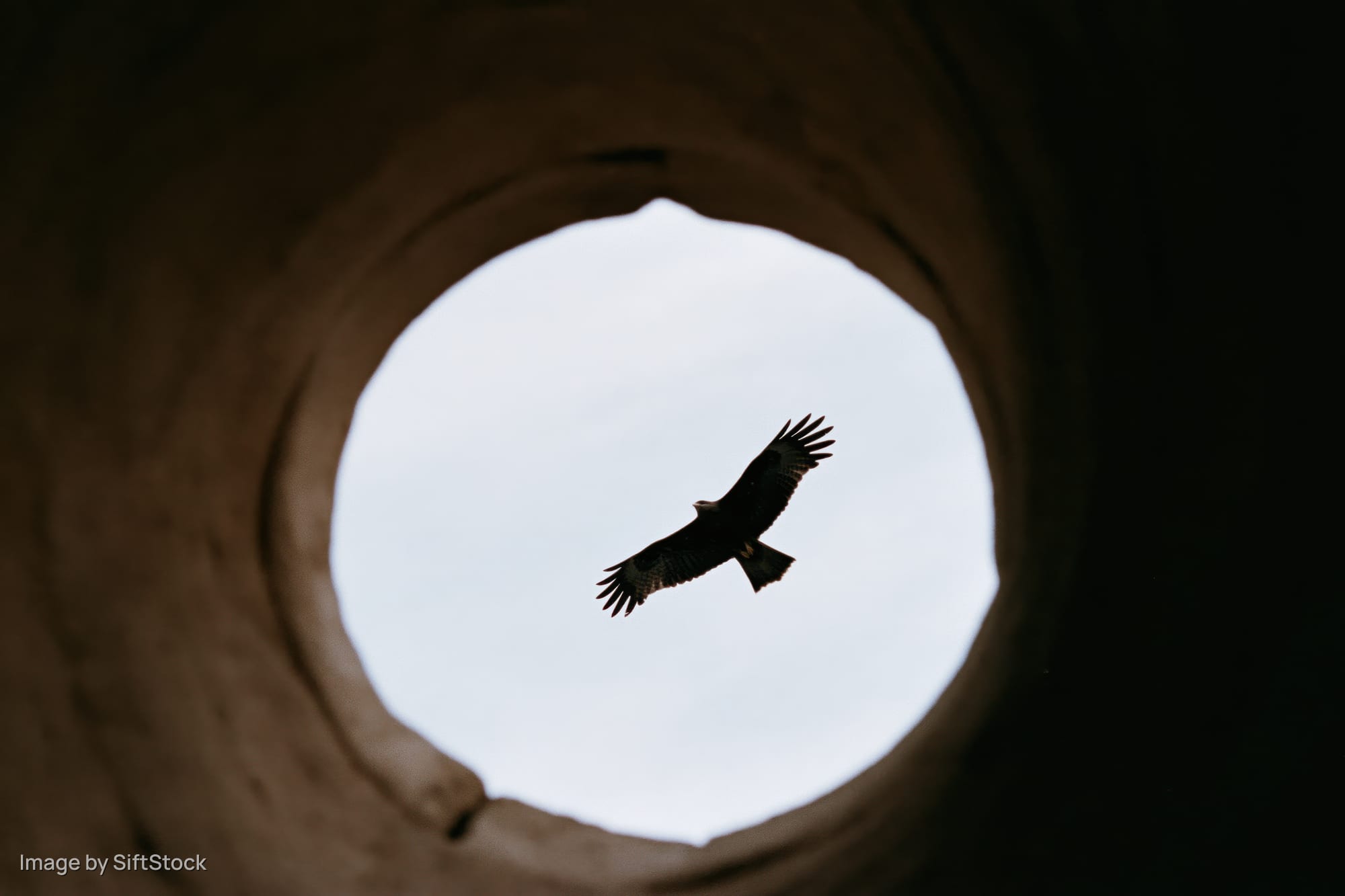 Bird of prey silhouetted in flight with wings spread seen through a circular opening in a tunnel