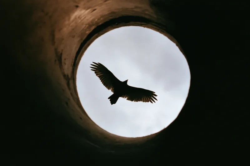 Silhouette of a bird of prey in flight seen through a circular tunnel opening