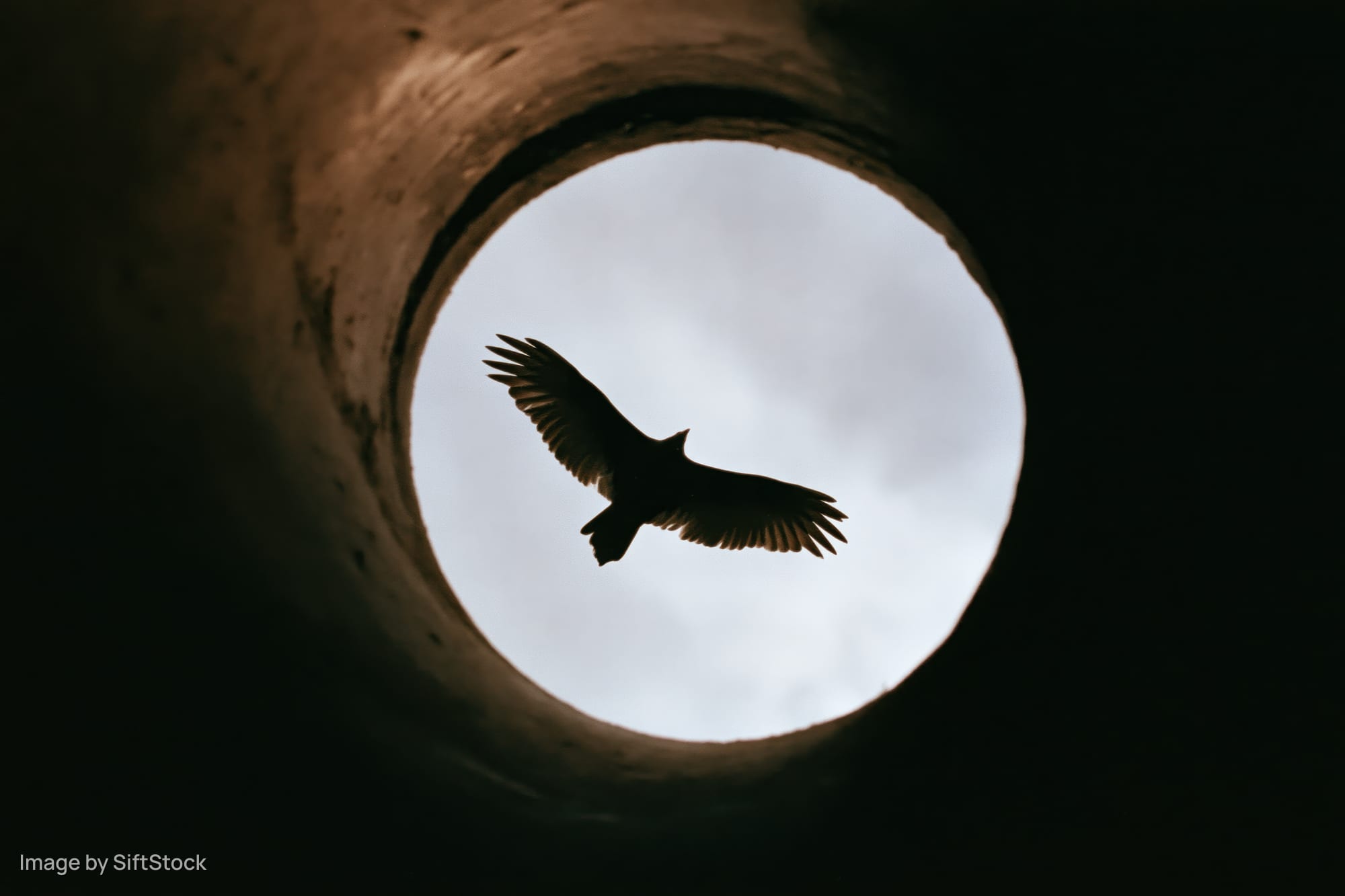 Silhouette of a bird of prey in flight seen through a circular tunnel opening