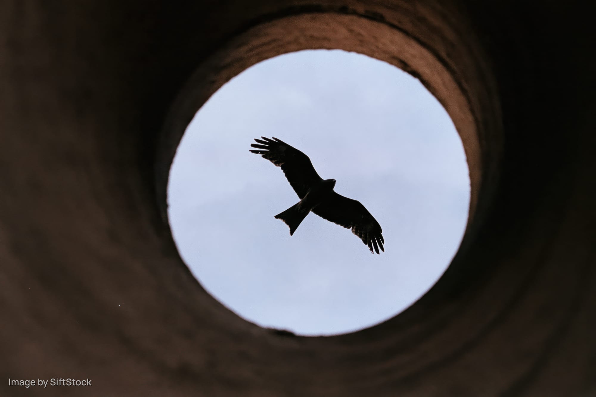 Bird of prey silhouetted in mid-flight with wings spread viewed through a circular concrete opening