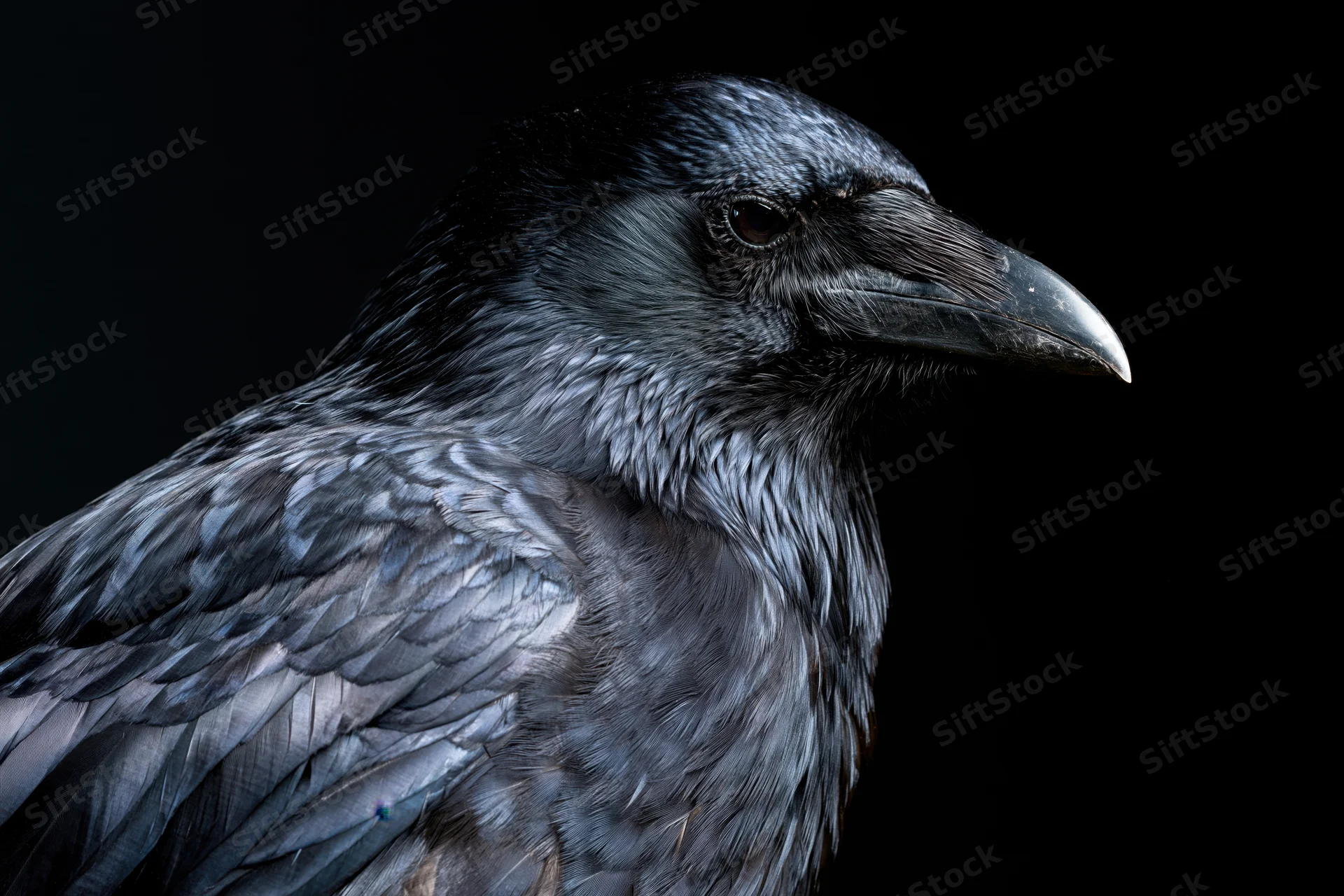 Black crow in three-quarter profile against dark background