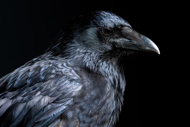 Black crow in three-quarter profile against dark background