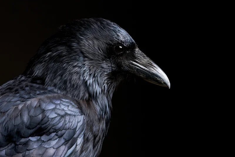 Black crow in three-quarter profile against dark background