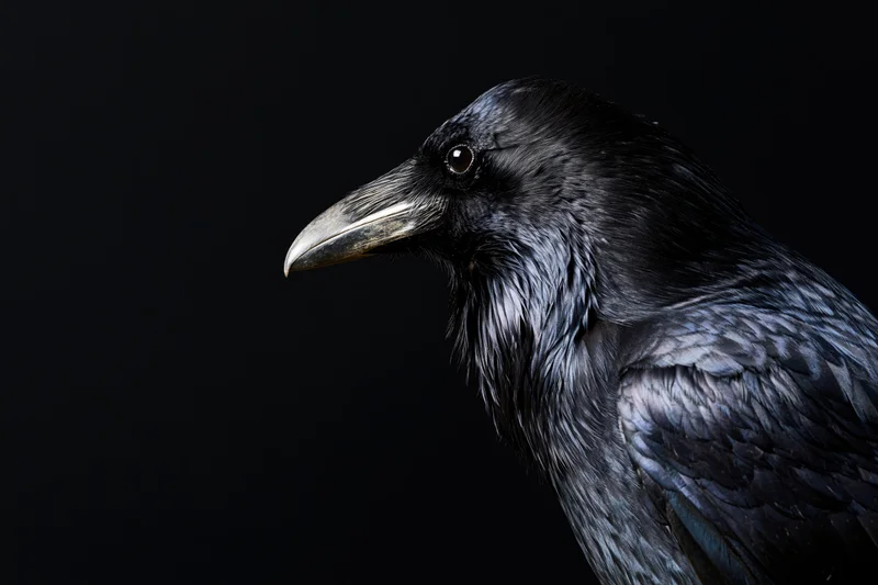 Black crow in three-quarter profile against dark background with glossy feathers and sharp beak
