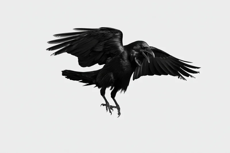 Black crow in mid-flight with wings fully spread and talons extended against plain background
