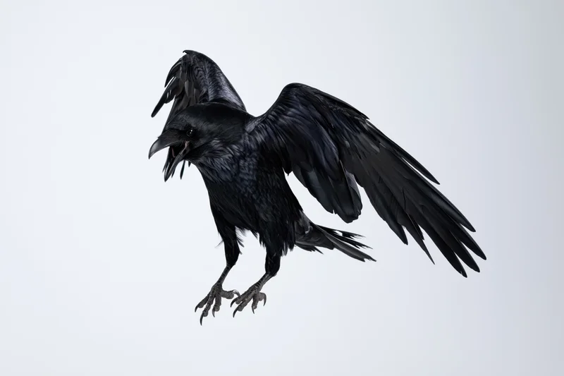 Black crow in mid-flight with wings spread and talons extended against white background