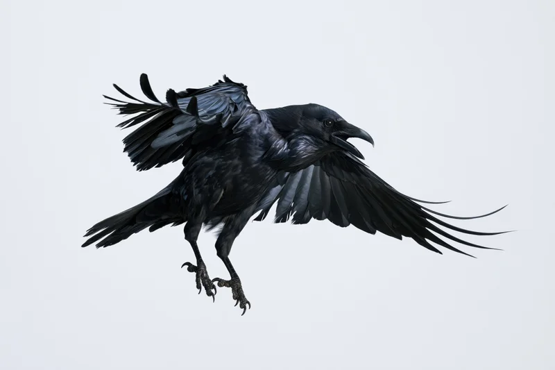 Black crow in mid-flight with wings spread and talons extended against white background
