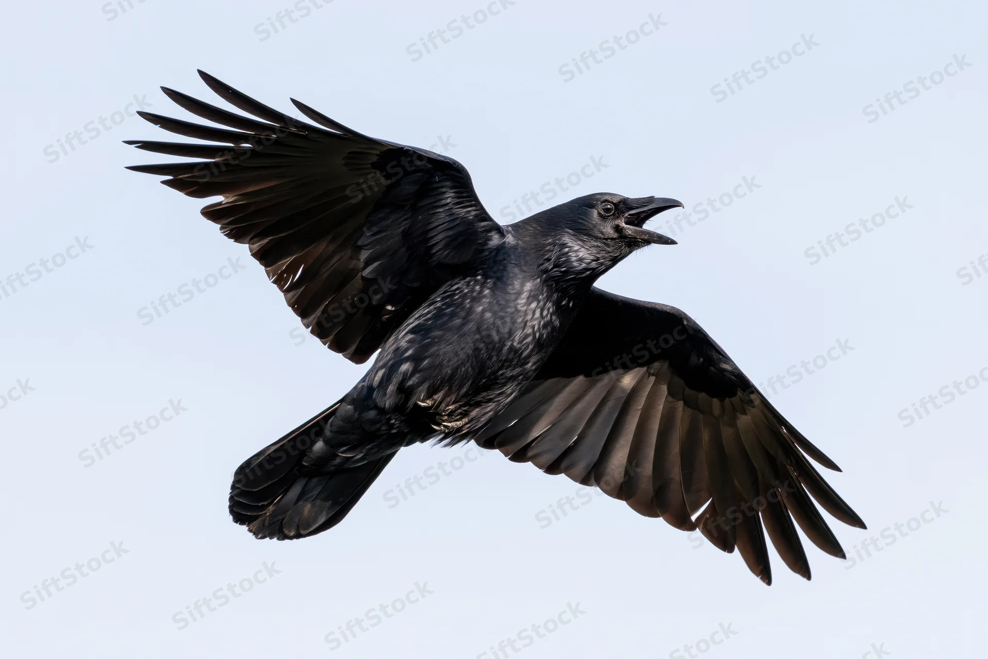 Black crow in mid-flight with wings fully spread and beak open against sky