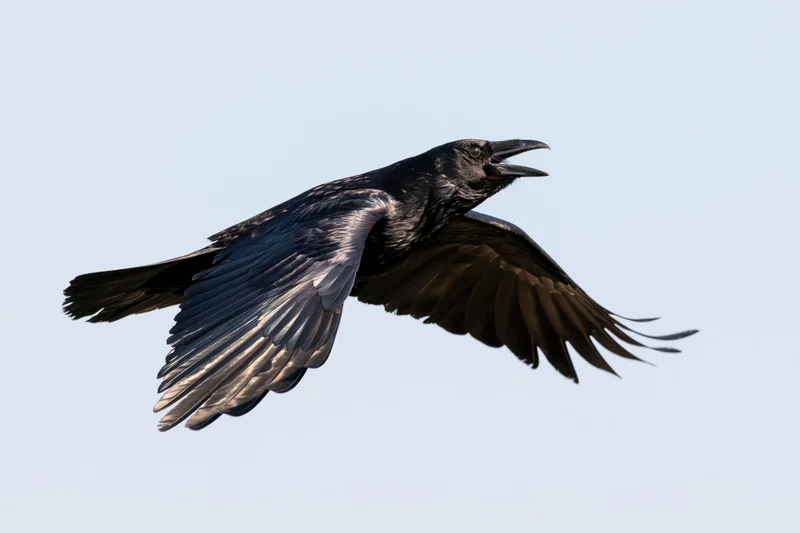 Black crow in mid-flight with wings spread and beak open against clear sky
