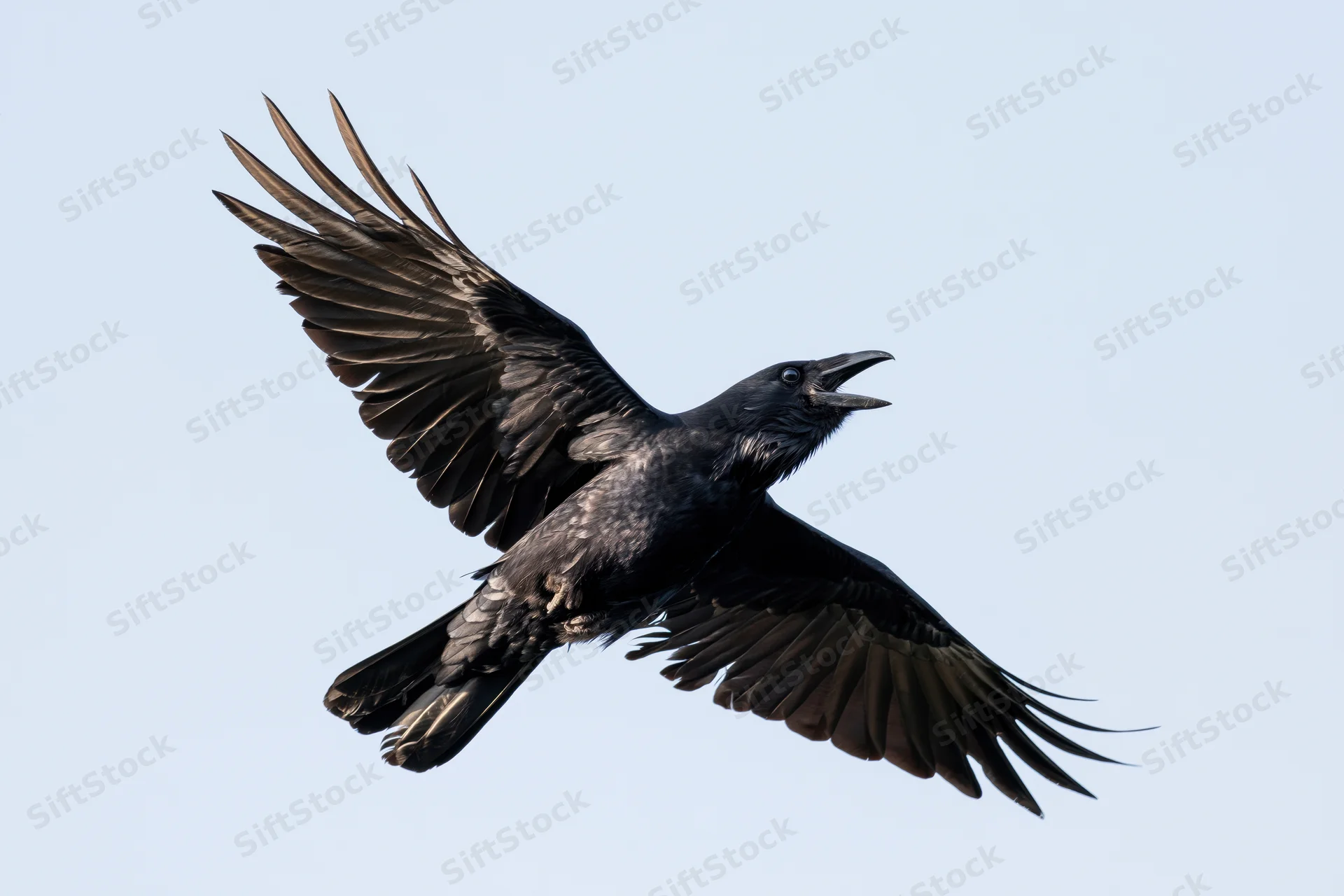 Black crow in mid-flight with wings fully spread and beak open against a clear sky