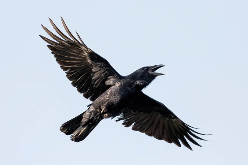 Black crow in mid-flight with wings fully spread and beak open against a clear sky