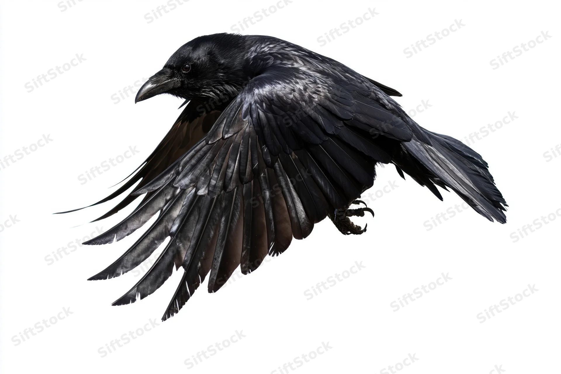 Black crow in mid-flight with wings fully spread against white background