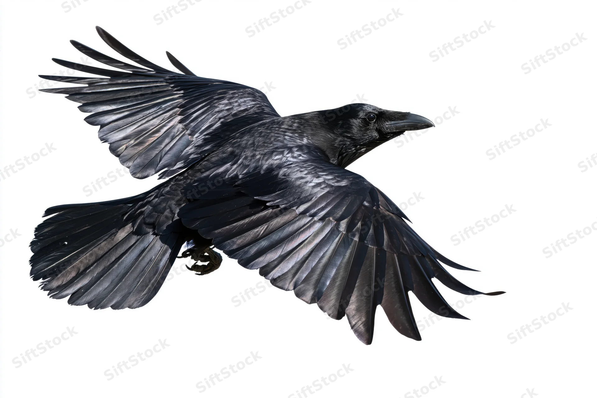Black crow in mid-flight with wings fully spread against white background
