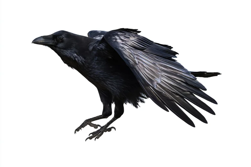Black crow in mid-flight with wings spread and talons extended against white background