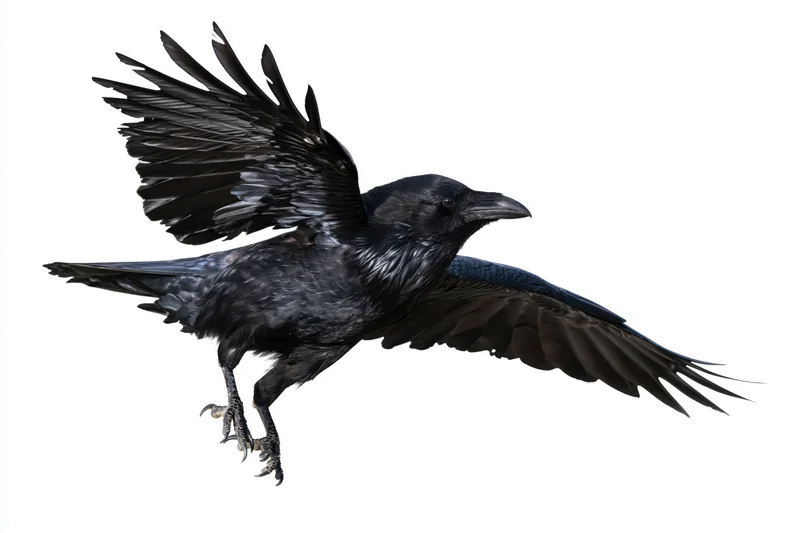 Black crow in mid-flight with wings spread and talons extended against white background