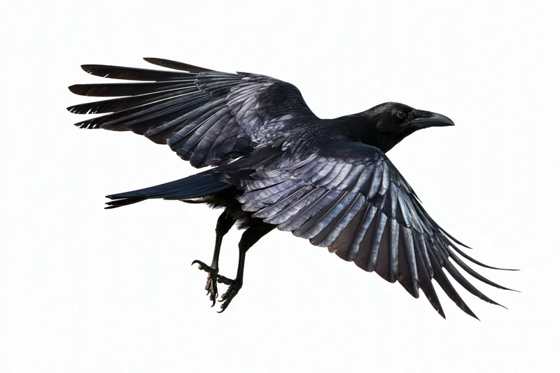 Black crow in mid-flight with wings fully spread and talons extended against white background
