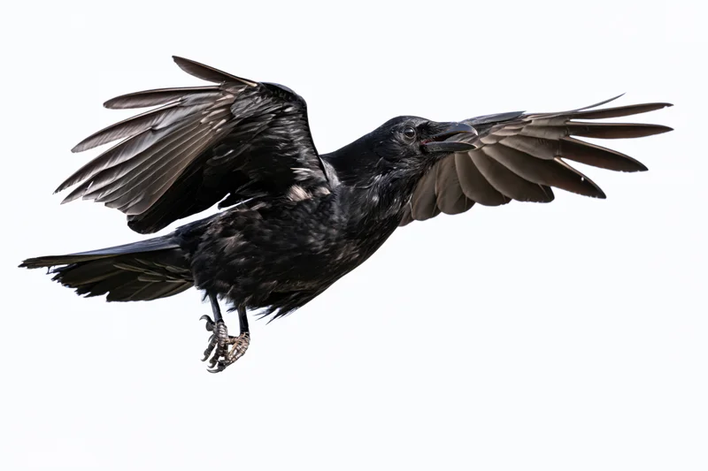 Black crow in mid-flight with wings fully spread against white background