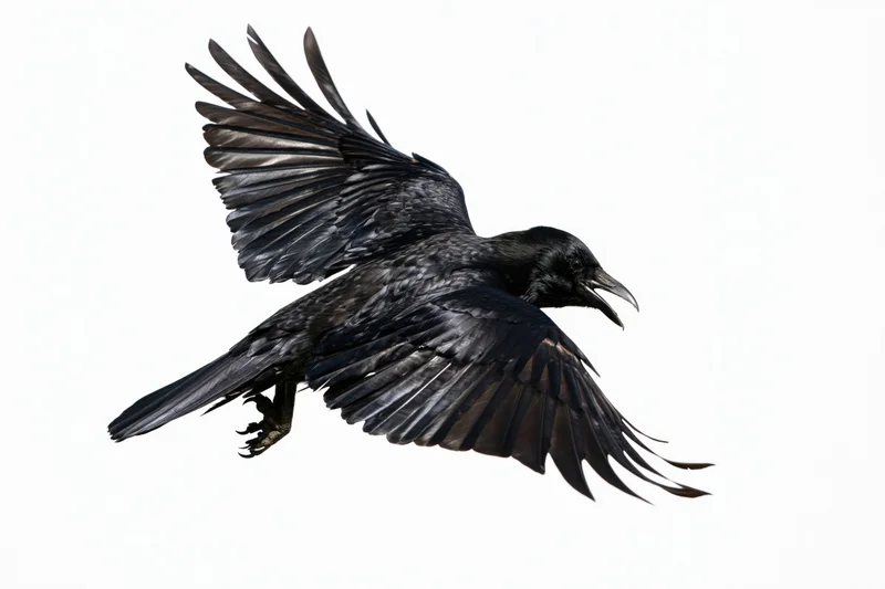 Black crow in mid-flight with wings fully spread against white background