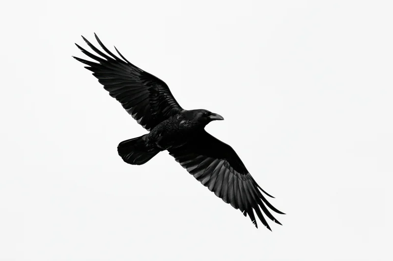 Black crow in mid-flight with wings fully spread against white background