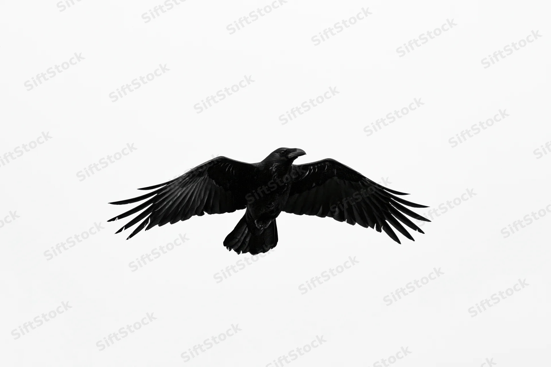 Black crow in mid-flight with wings fully spread against white background