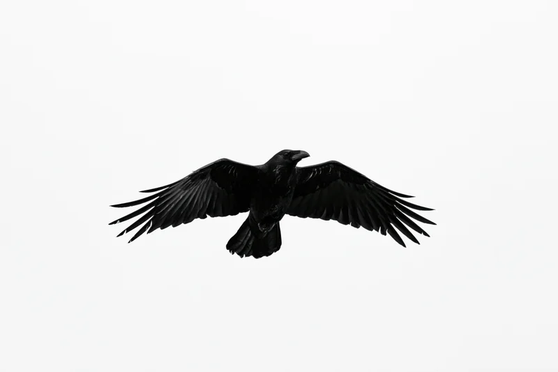 Black crow in mid-flight with wings fully spread against white background