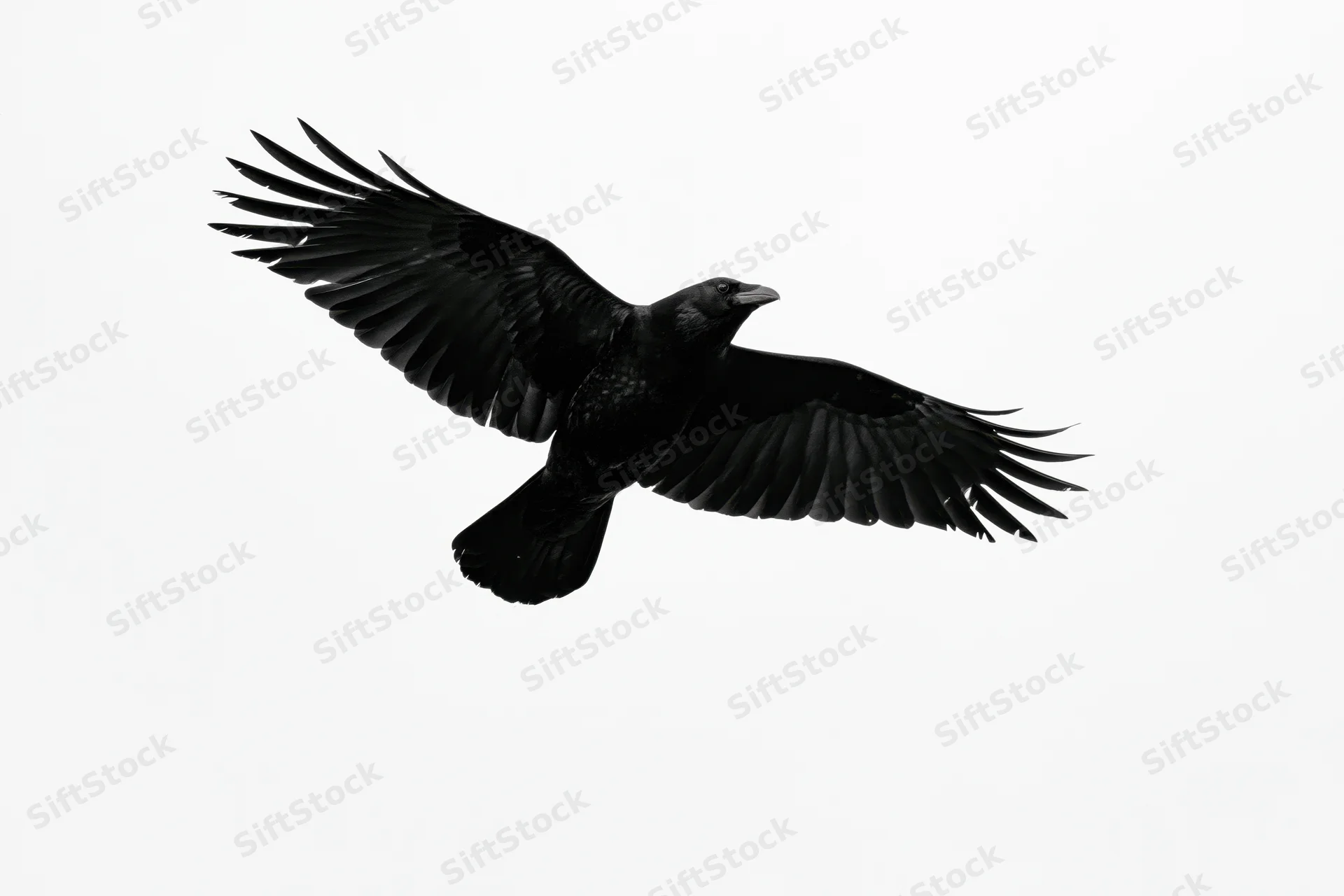 Black crow in mid-flight with wings fully spread against white background
