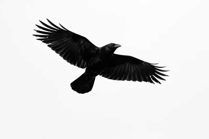 Black crow in mid-flight with wings fully spread against white background