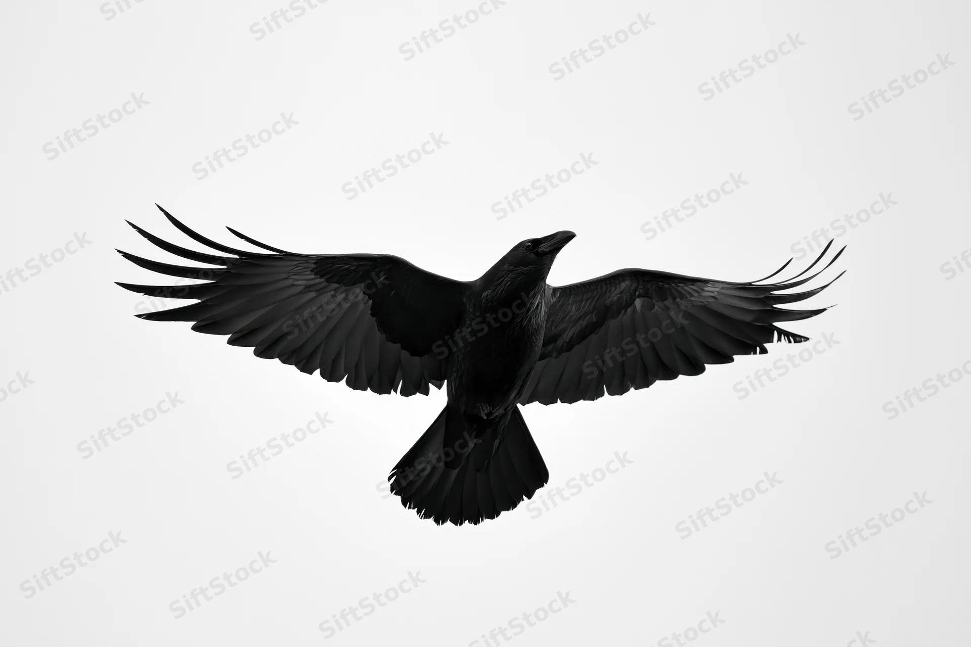 Black crow in mid-flight with wings fully spread against plain background