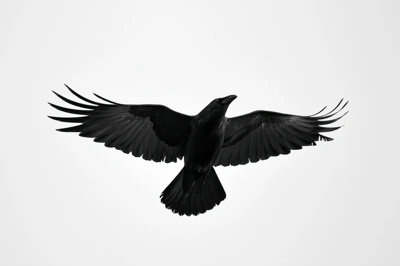 Black crow in mid-flight with wings fully spread against plain background