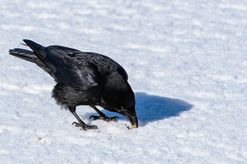 Black crow pecking at small food piece on snowy ground