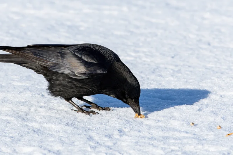 Black crow pecking at food on snowy ground