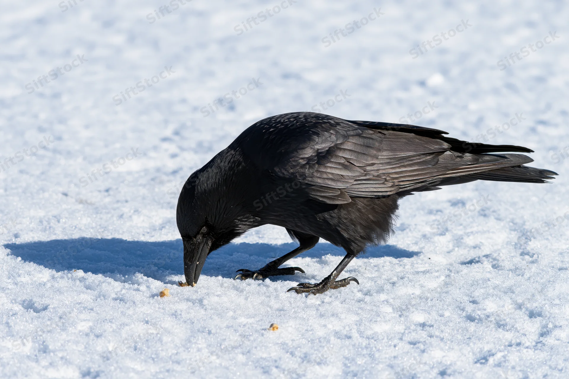 Black crow pecking at small food piece on snowy ground