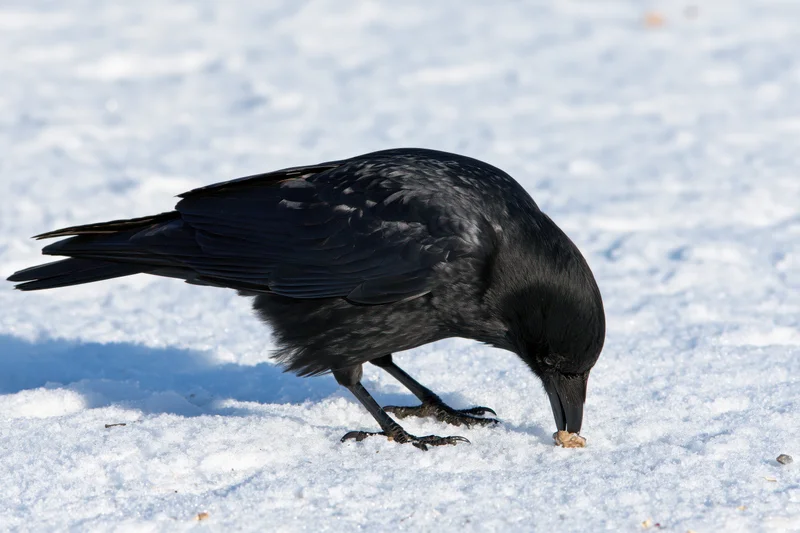 Black crow pecking at small food piece on snowy ground